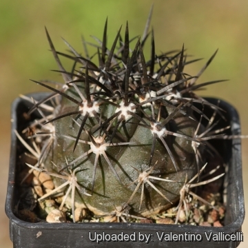 Copiapoa Vallenarensis